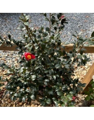 Camellia Sasanqua 'Yuletide' #3