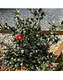 Camellia Sasanqua 'Yuletide' #3