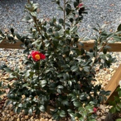 Camellia, Camellia sasanqua 'Yuletide' 3G