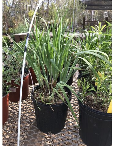 Iris sibirica 'Caesar's Brother' 1G
