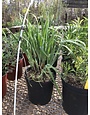Iris sibirica 'Caesar's Brother' 1G