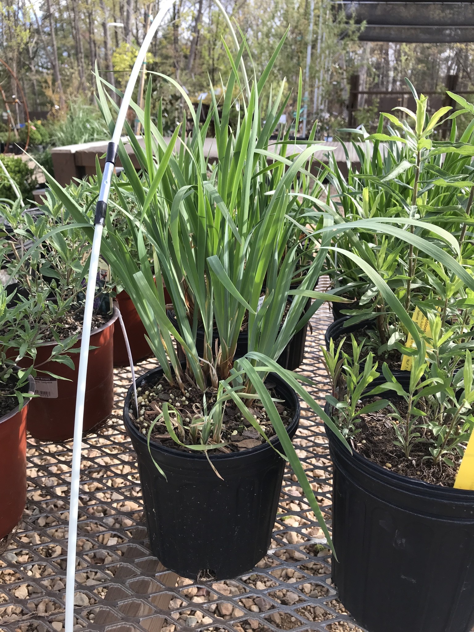 Iris sibirica 'Caesar's Brother' 1G