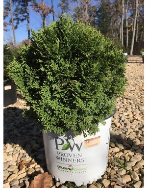 Tater Tot Arborvitae #3