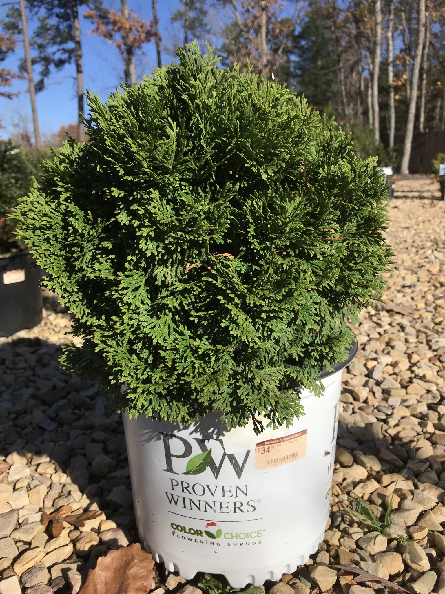 Arborvitae, Thuja occidentalis 'SMNTOBAB' Tater Tot® 3G
