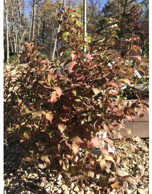 Weigela, Weigela florida 'VUKOZLyra' Snippet® Dark Pink 3G