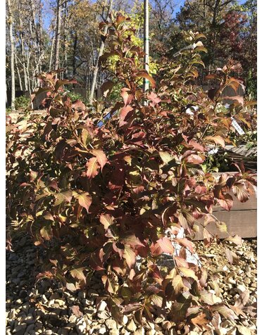 Weigela, Weigela florida 'VUKOZLyra' Snippet® Dark Pink 3G