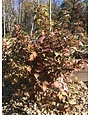 Snippet Dark Pink Weigela 3G