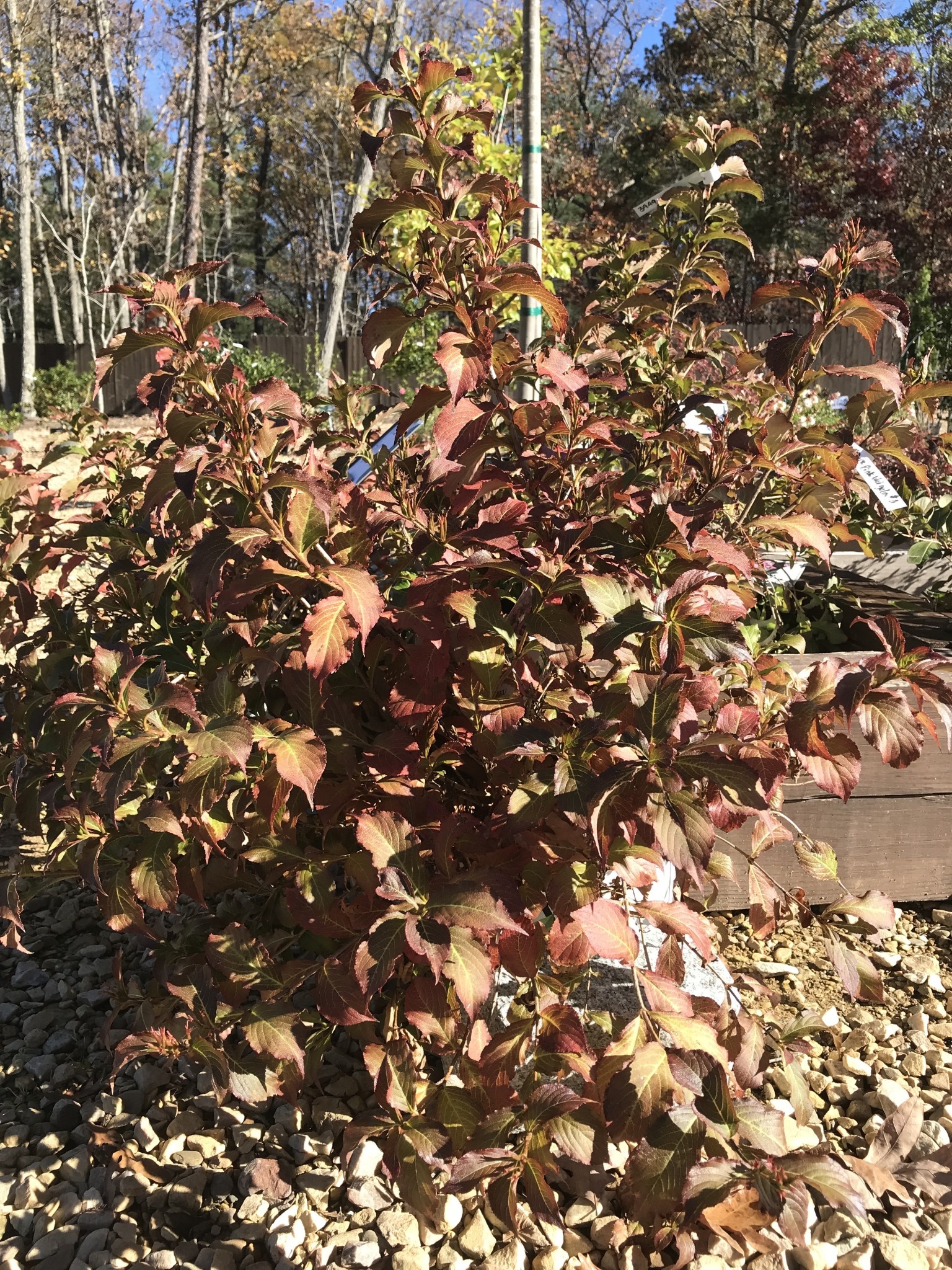 Snippet Dark Pink Weigela 3G