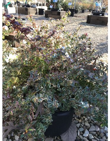 Abelia x grandiflora 'Mardi Gras' #3