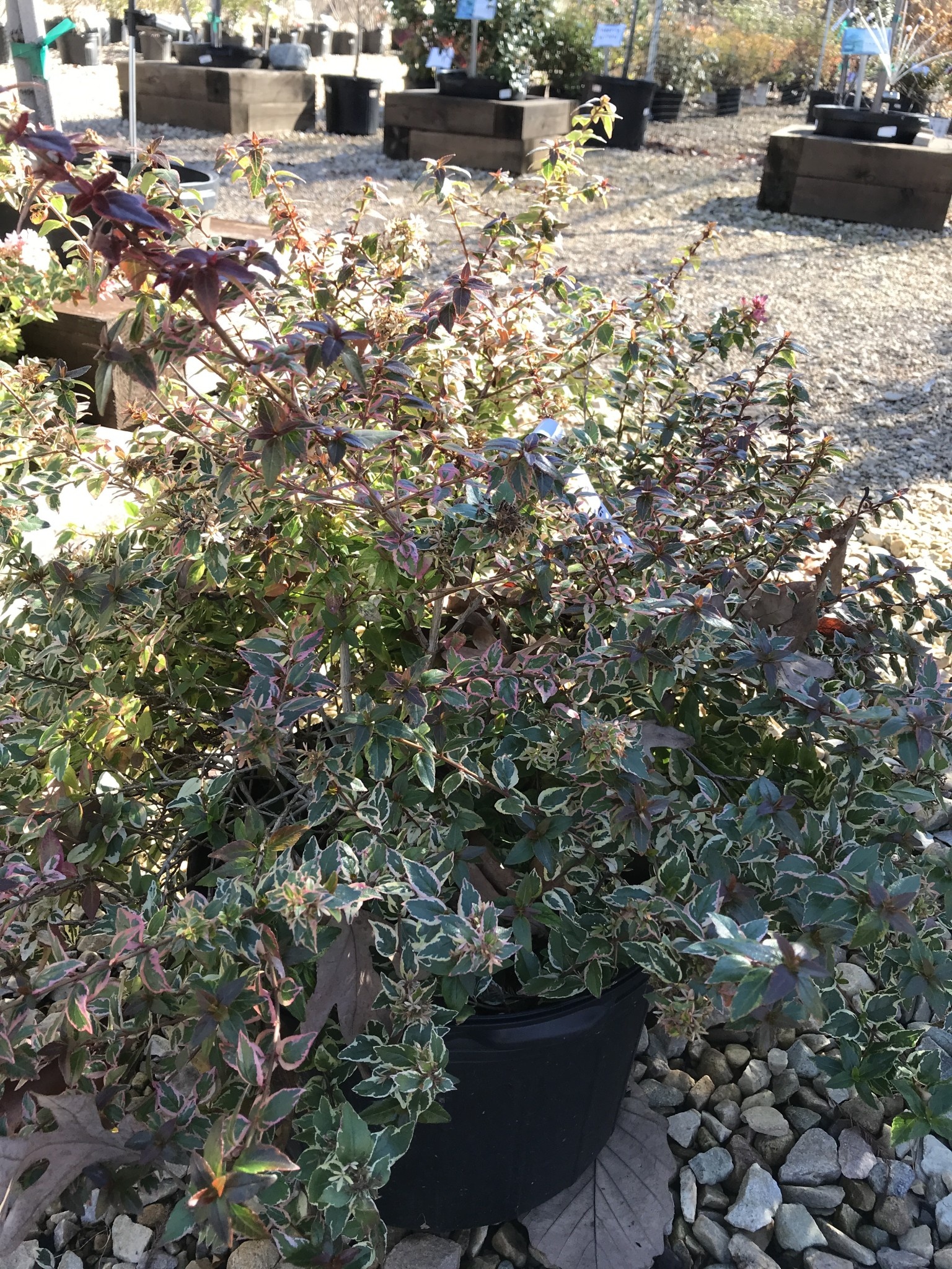 Abelia x grandiflora 'Mardi Gras' #3