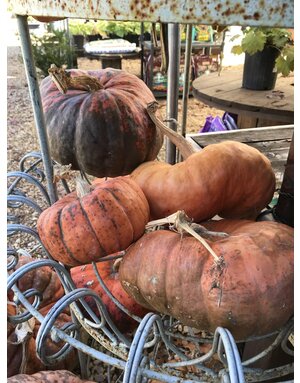 Heirloom Pumpkin- Medium