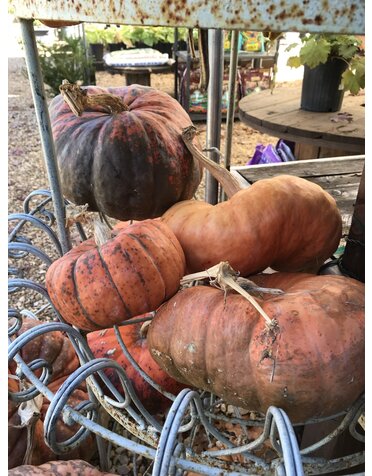 Heirloom Pumpkin- Medium