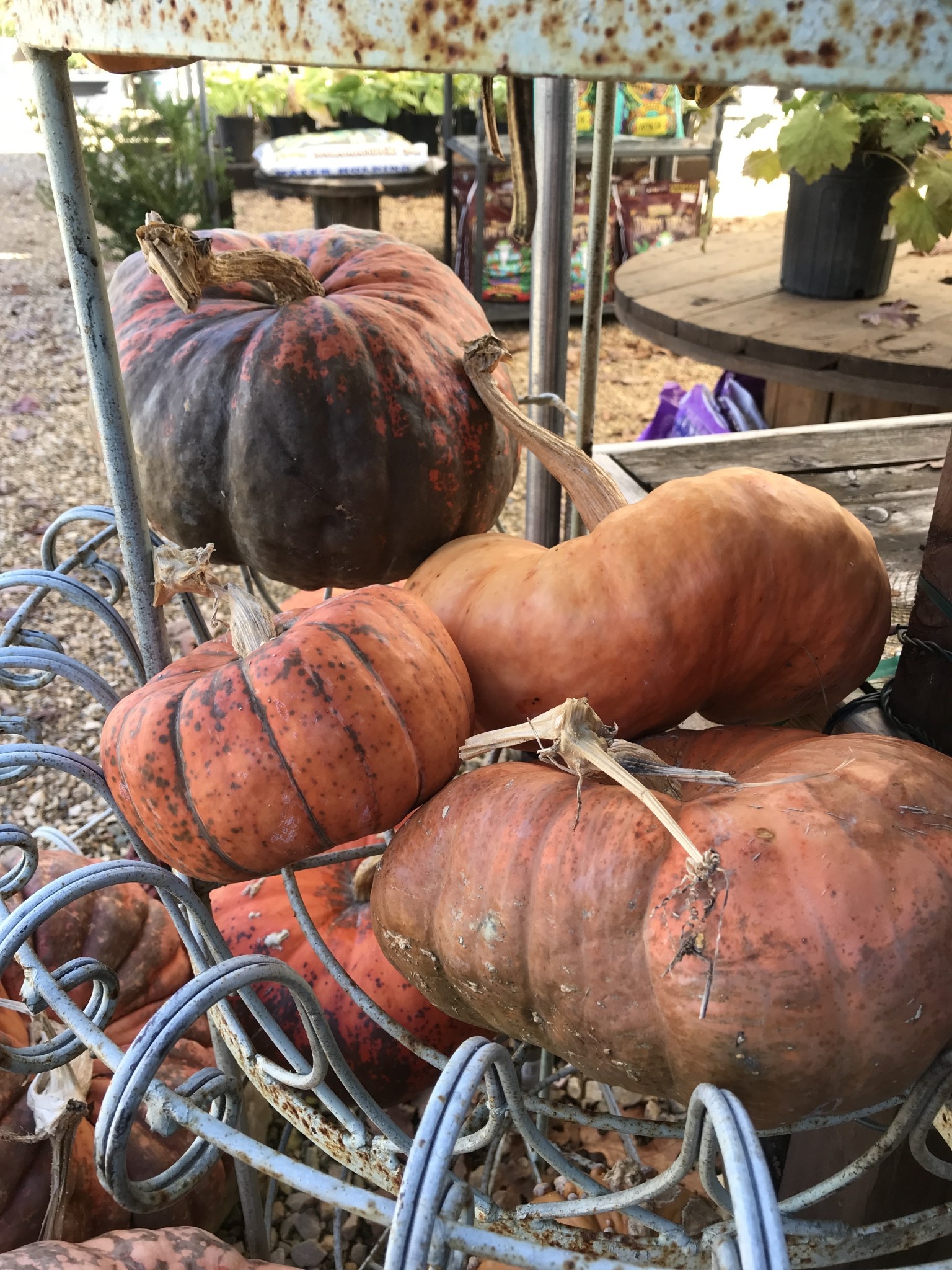 Heirloom Pumpkin- Medium