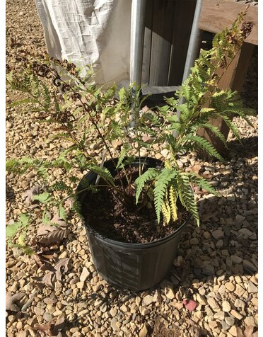 Fern, Dryopteris marginalis 'Marginal Wood Fern' 1G