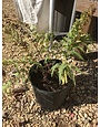 Dryopteris marginalis fern 1G