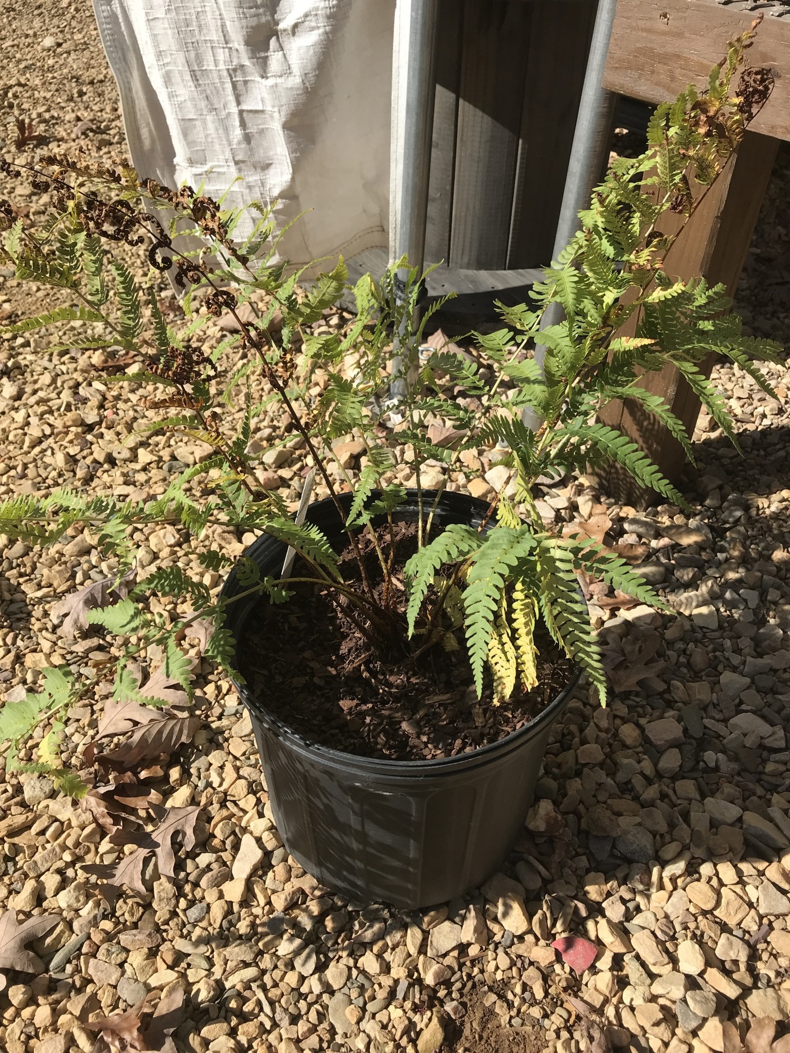 Dryopteris marginalis fern 1G