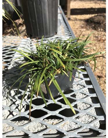 Dwarf Mondo Grass 3.5"