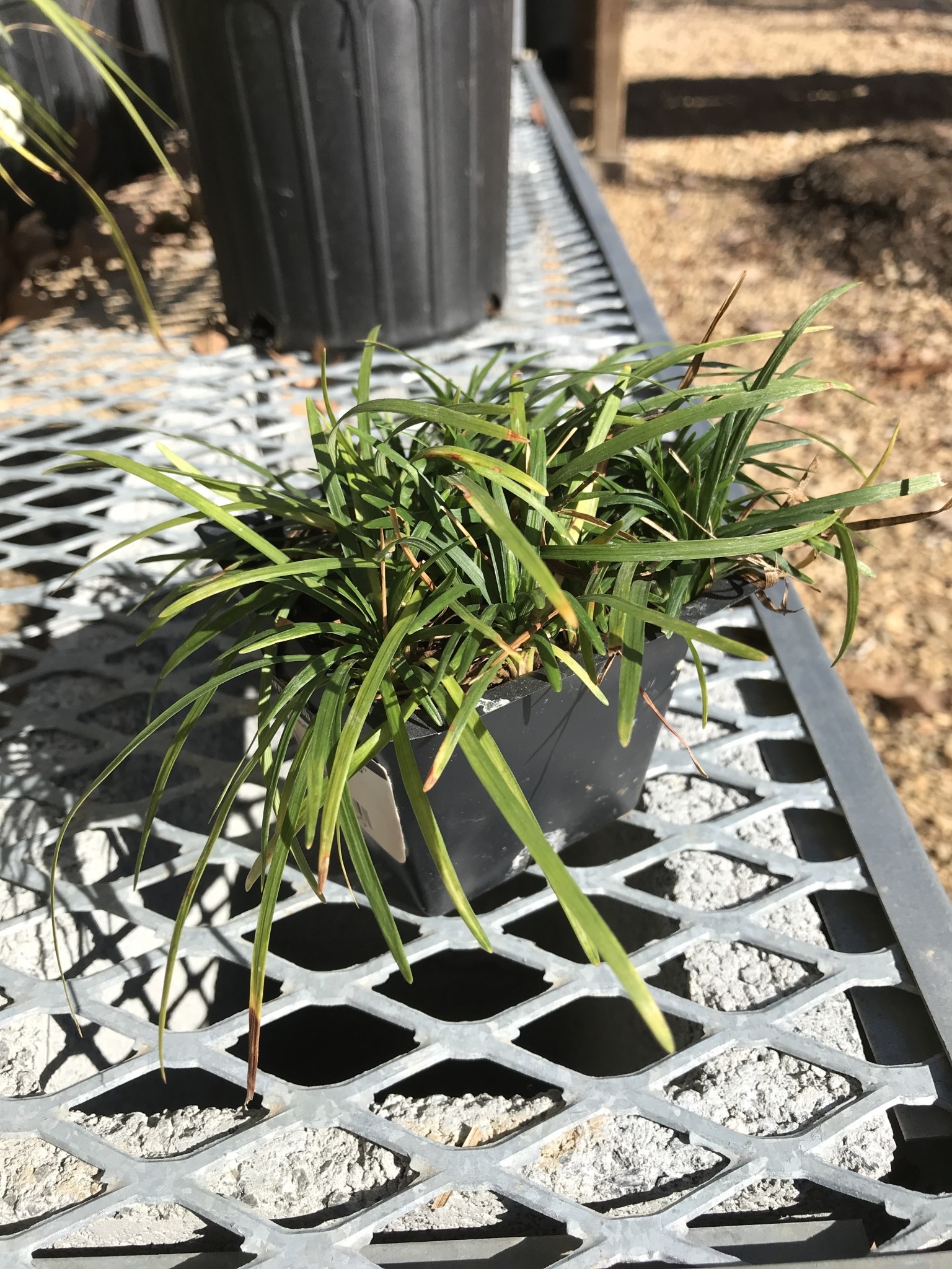 Dwarf Mondo Grass 3.5"
