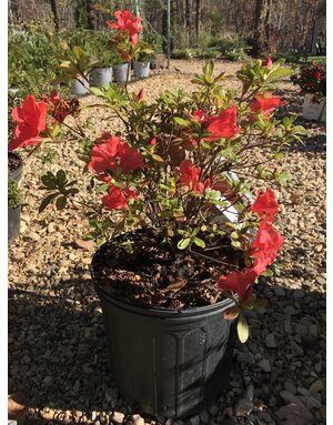 Azalea, Rhododendron x ‘Roblen’ Encore® Autumn Sunset® (Red-Orange) 3G