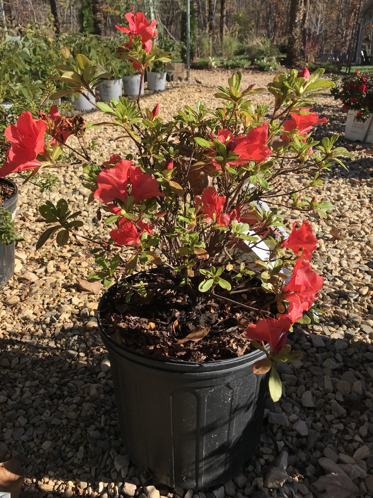 Azalea, Rhododendron x ‘Roblen’ Encore® Autumn Sunset® (Red-Orange) 3G