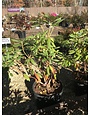 Rhododendron catawbiense Roseum Elegans 5G