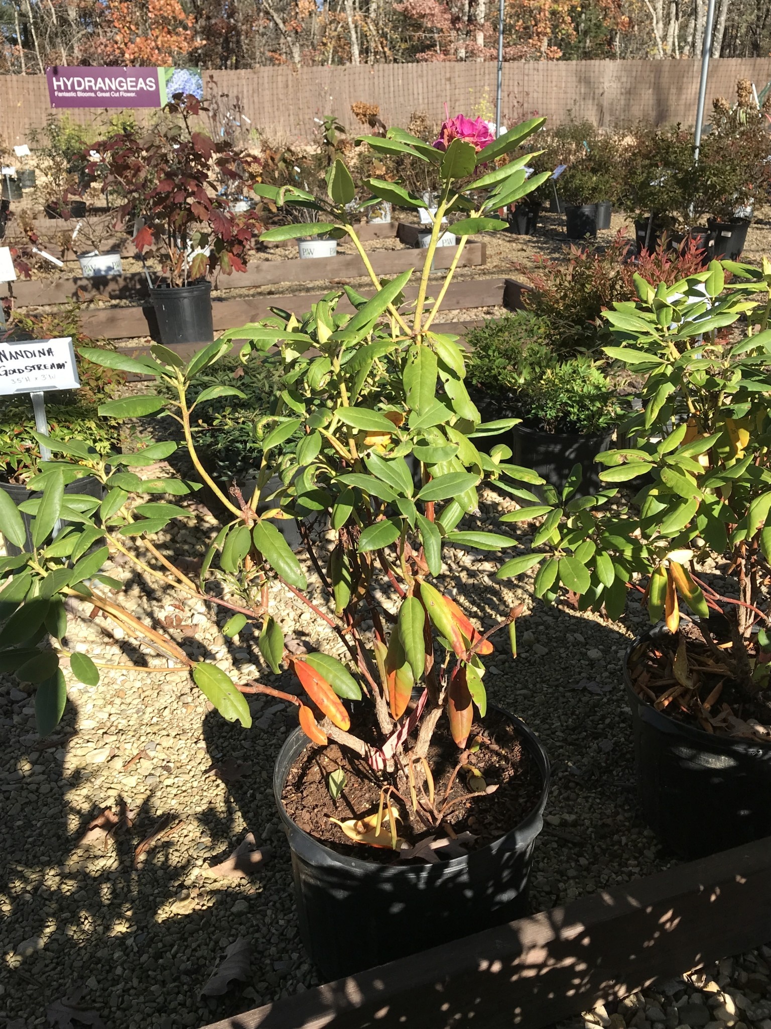 Rhododendron catawbiense Roseum Elegans 5G