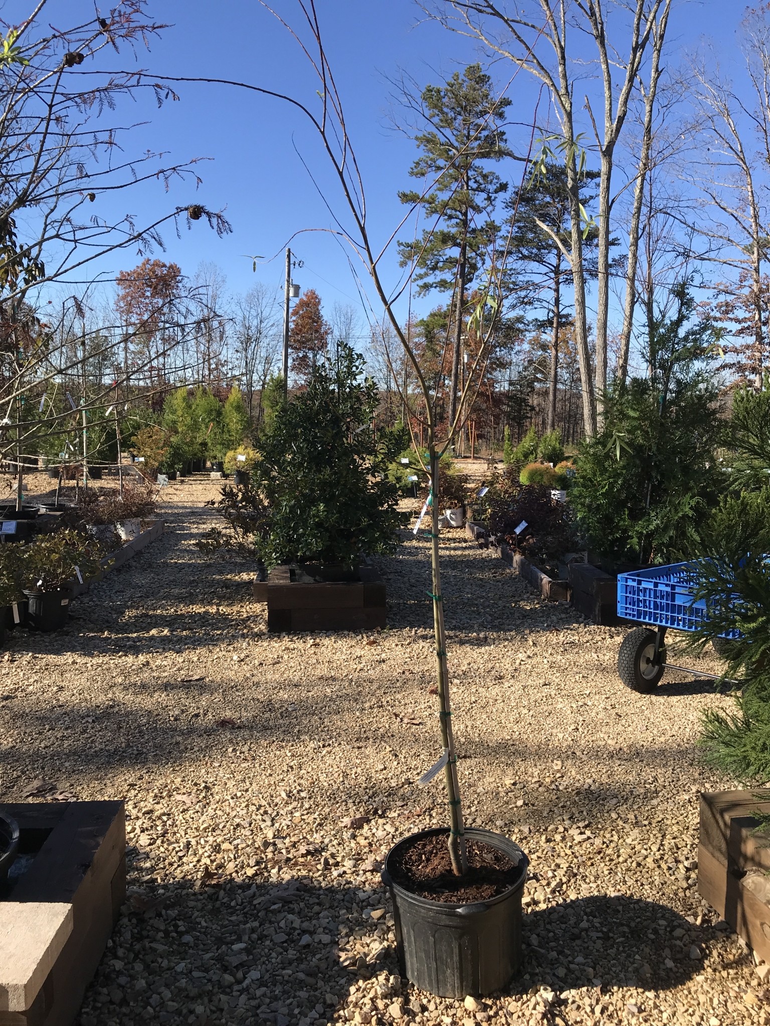 Willow, Salix babylonica 'Weeping Willow' 5G