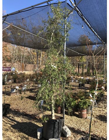 Weeping Yaupon Holly, Ilex vomitoria f. pendula 15G
