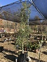 Holly, Ilex vomitoria f. pendula 'Weeping Yaupon Holly' 15G