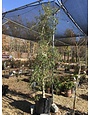Weeping Yaupon Holly, Ilex vomitoria f. pendula 15G