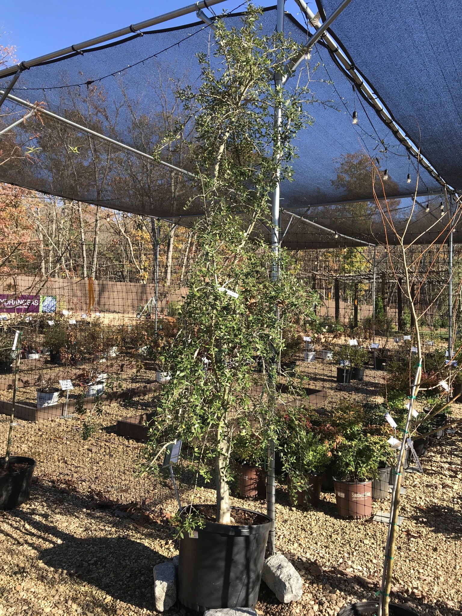 Holly, Ilex vomitoria f. pendula 'Weeping Yaupon Holly' 15G