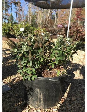 Butterfly Bush, Buddleia davidii 'Buddaplav' Dapper® Lavender 5G