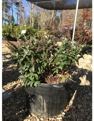 Dapper Lavender Butterfly Bush 5G