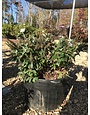 Dapper Lavender Butterfly Bush 5G