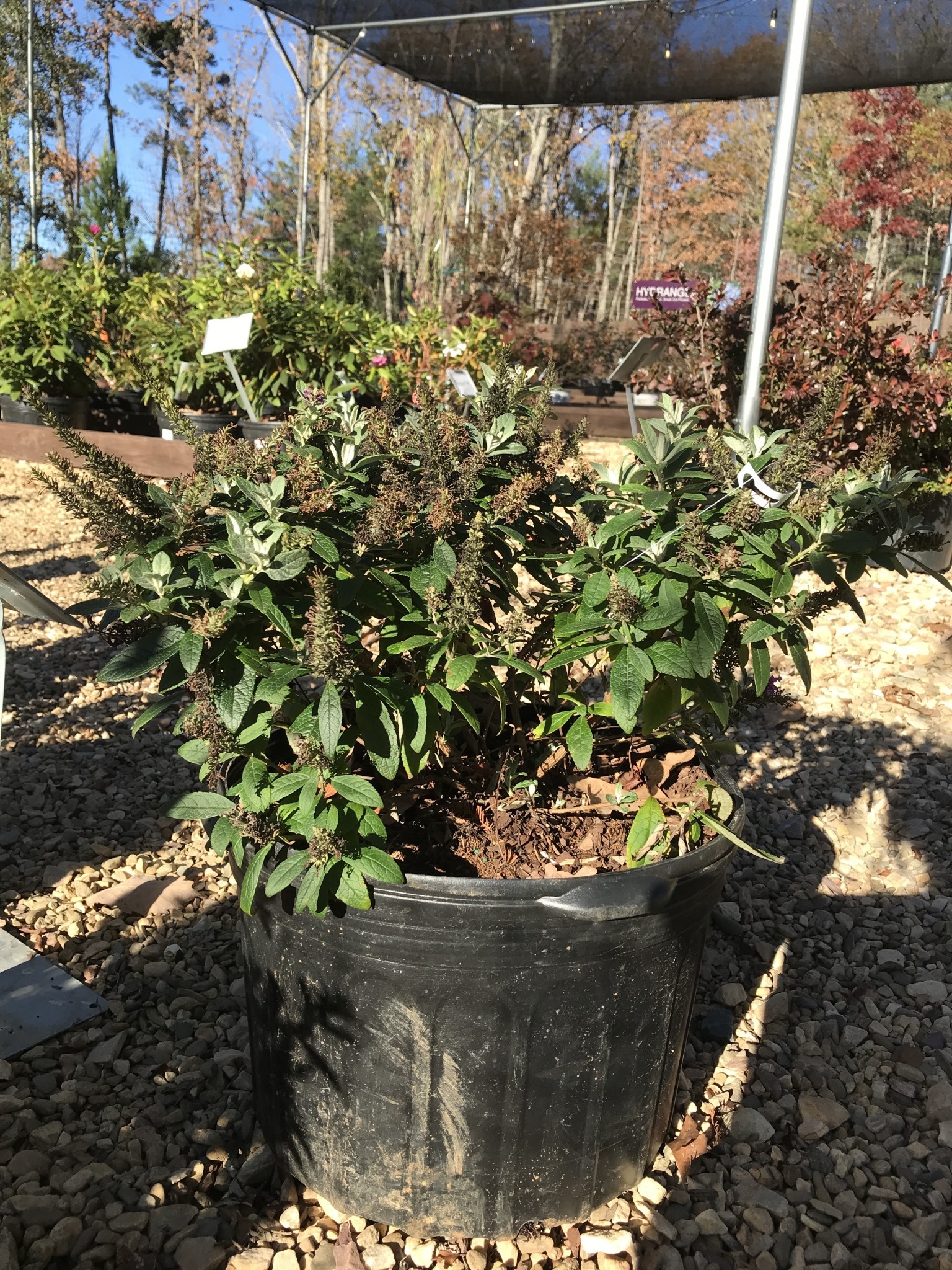 Dapper Lavender Butterfly Bush 5G