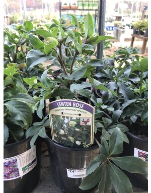 Lenten Rose, Helleborus x sahinii 'Winterbells'1G