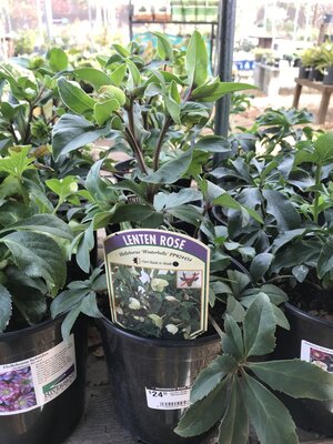 Lenten Rose, Helleborus x sahinii 'Winterbells'1G