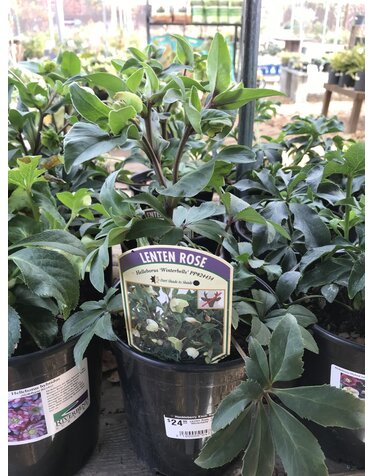 Lenten Rose, Helleborus 'Winterbells' 1G