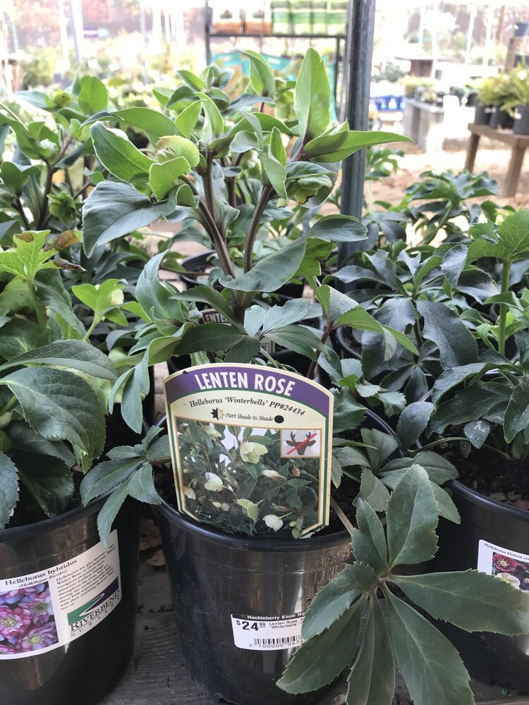 Lenten Rose, Helleborus x sahinii 'Winterbells'1G