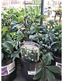 Lenten Rose, Helleborus 'Winterbells' 1G