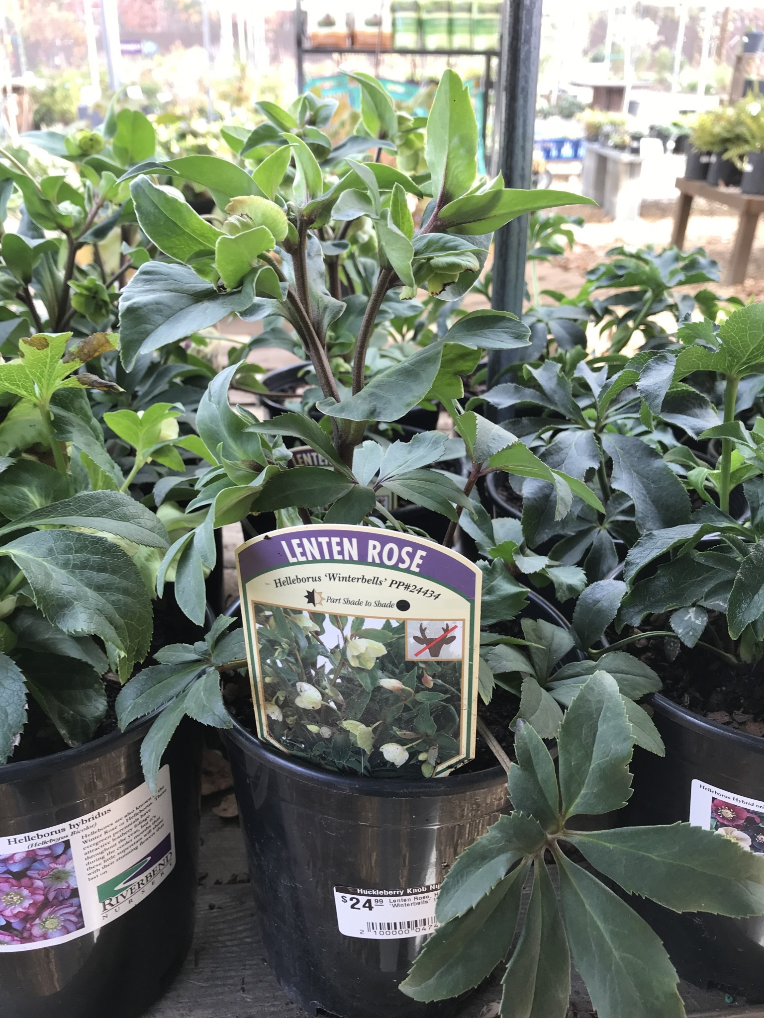 Lenten Rose, Helleborus x sahinii 'Winterbells'1G