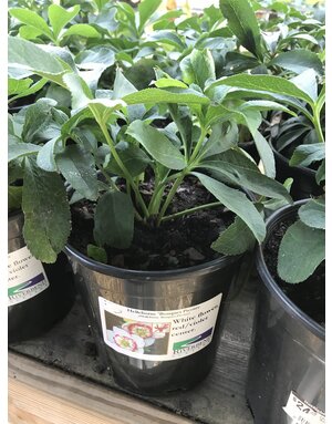 Lenten Rose, Helleborus 'Bouquet Picotée' 1G