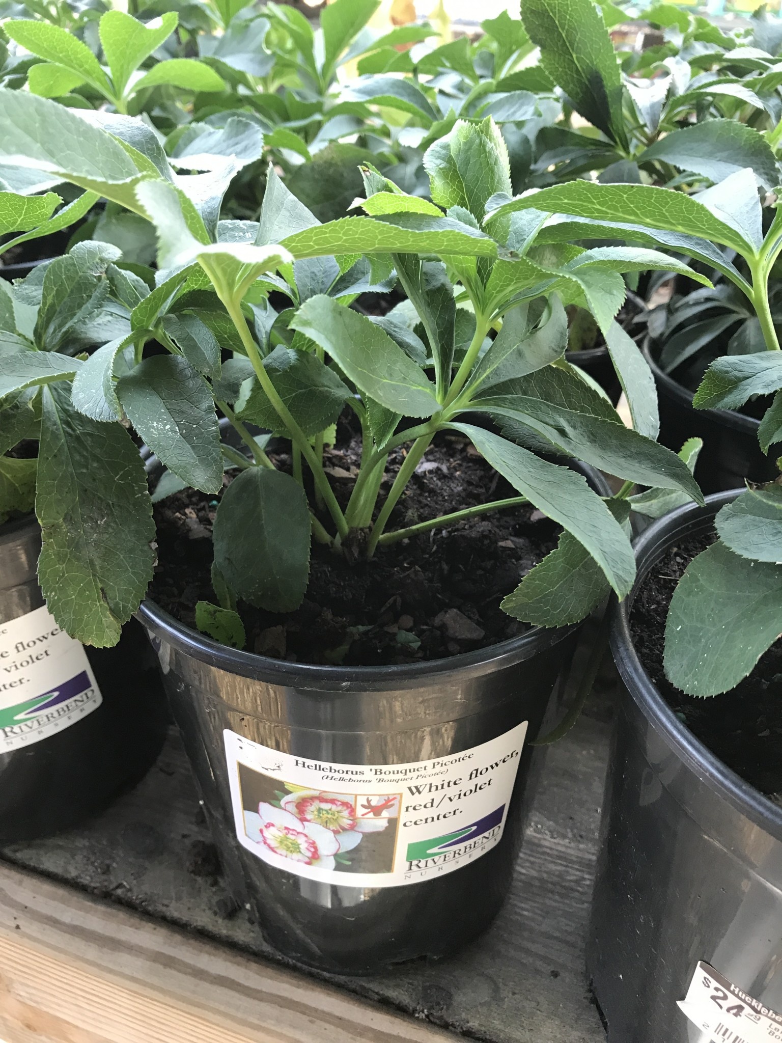 Lenten Rose, Helleborus 'Bouquet Picotée' 1G
