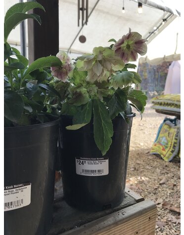 Lenten Rose, Helleborus 'Double Bicolor' 1G