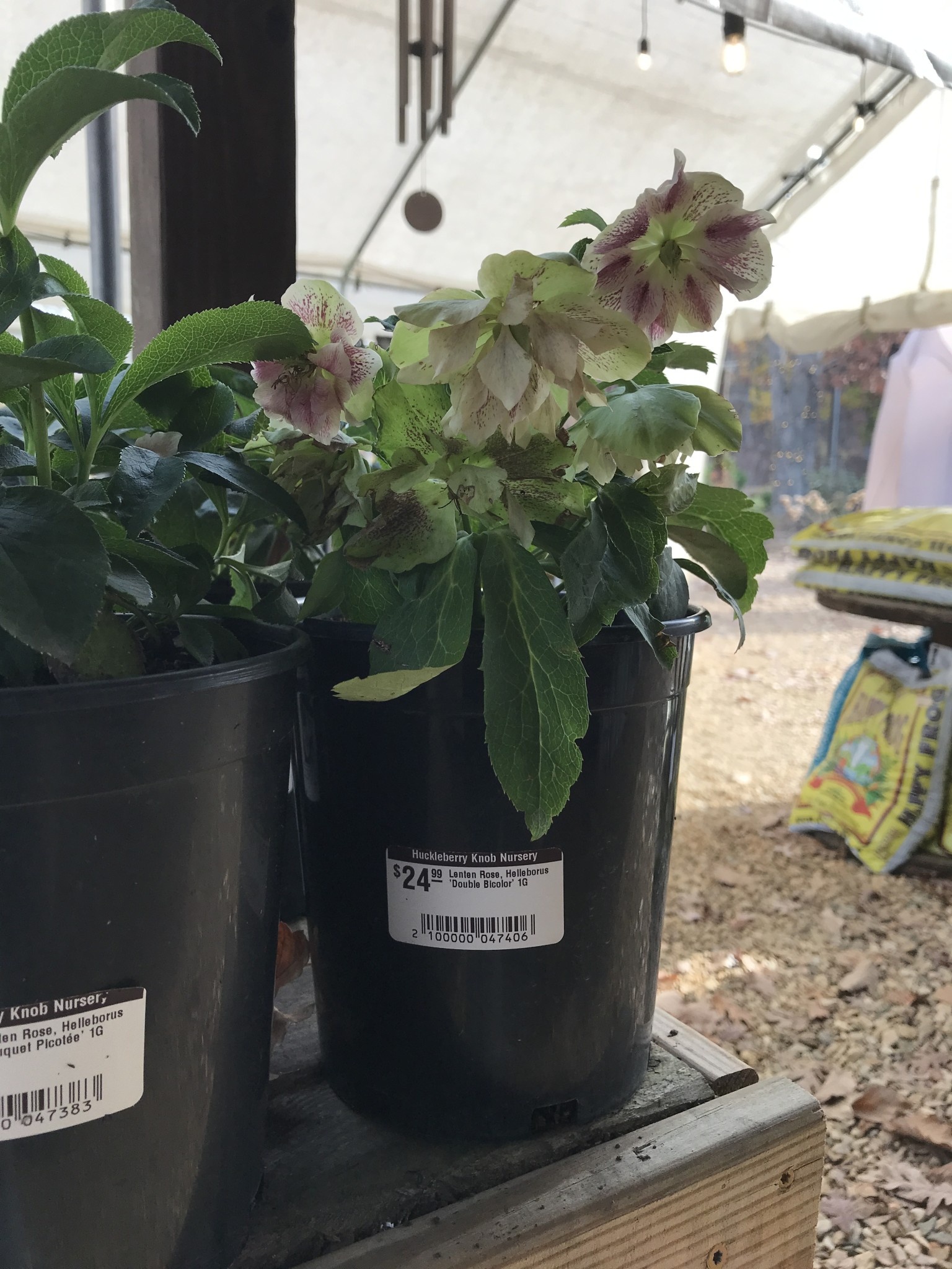 Lenten Rose, Helleborus 'Double Bicolor' 1G