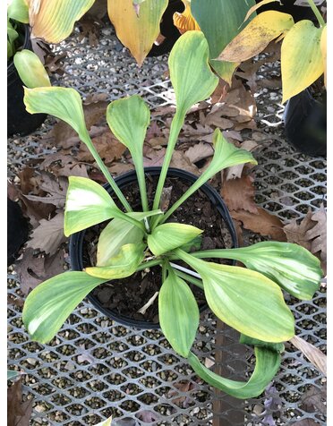 Hosta, Vulcan 4Q