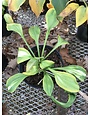Hosta, Vulcan 4Q