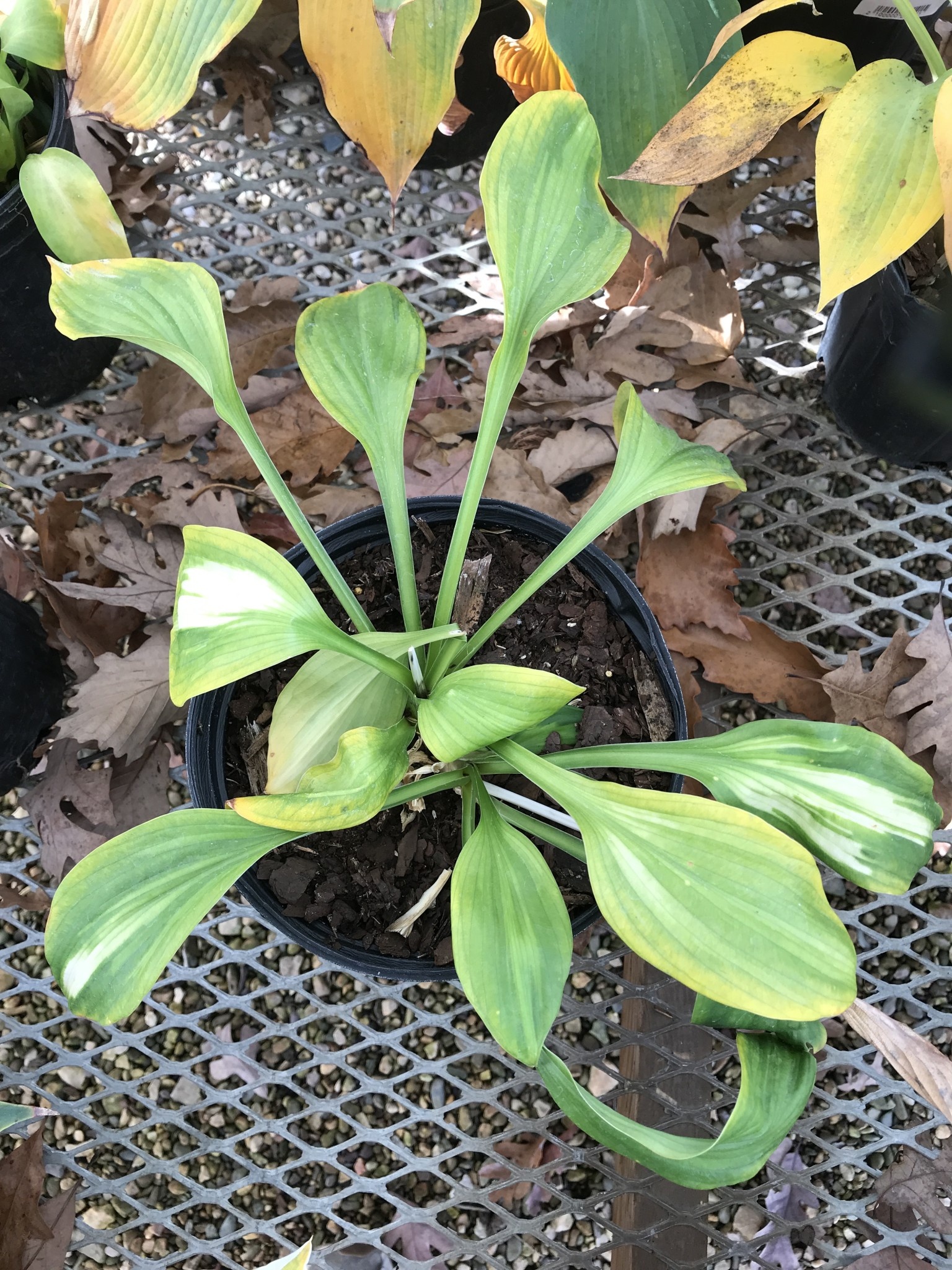 Hosta, Vulcan 4Q
