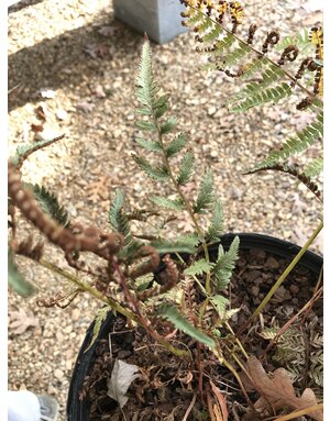 Athyrium niponicum pictum 'Regal Red' 3G FERN Painted fern