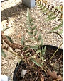 Athyrium niponicum pictum 'Regal Red' 3G FERN Painted fern